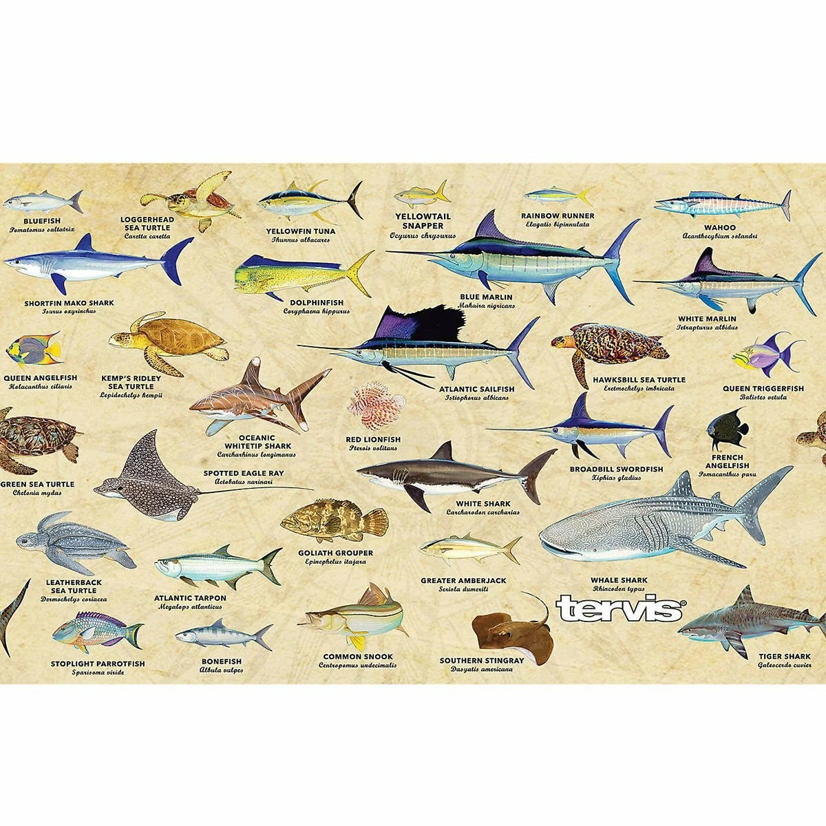 Tervis® 20oz Triple-Walled Insulated Stainless Steel Tumbler With Lid | Guy Harvey® Charts 2 Tervis® 20oz Triple-Walled Insulated Stainless Steel Tumbler With Lid | Guy Harvey® Charts - Image 2