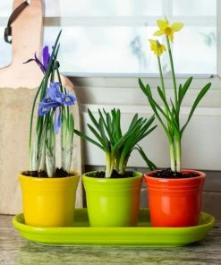 Fiesta® Windowsill Garden Set | Bright 8 Fiesta® Windowsill Garden Set | Bright -Cheap Dinnerware Store ekbhlcwsillbright style1