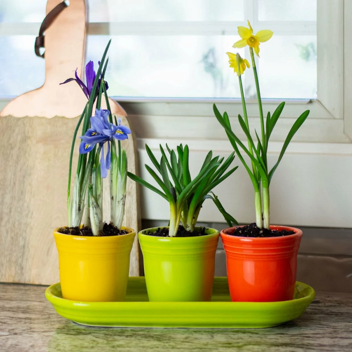 Fiesta® Windowsill Garden Set | Bright 4 Fiesta® Windowsill Garden Set | Bright - Image 4